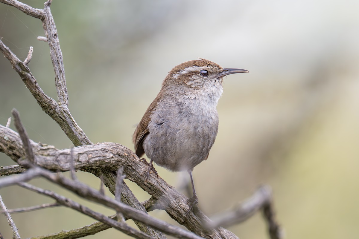 Bewick's Wren - Xiang Gao