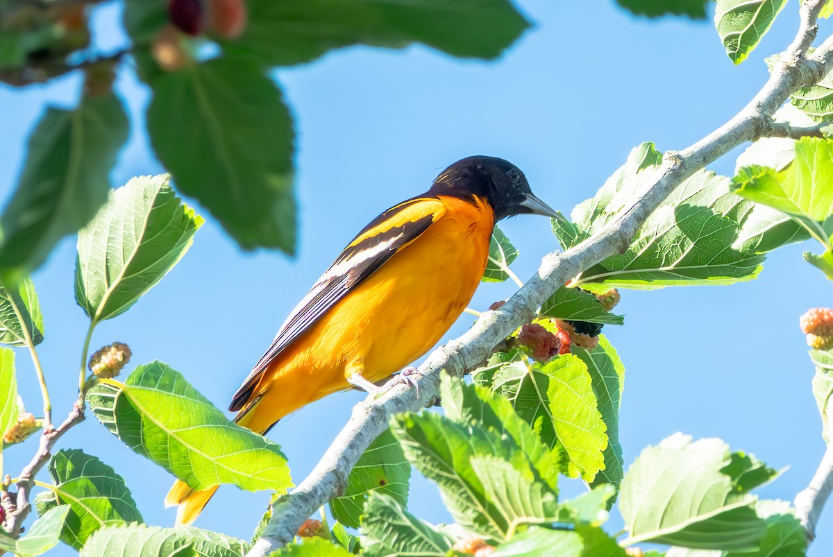 Baltimore Oriole - Mary-Rose Hoang