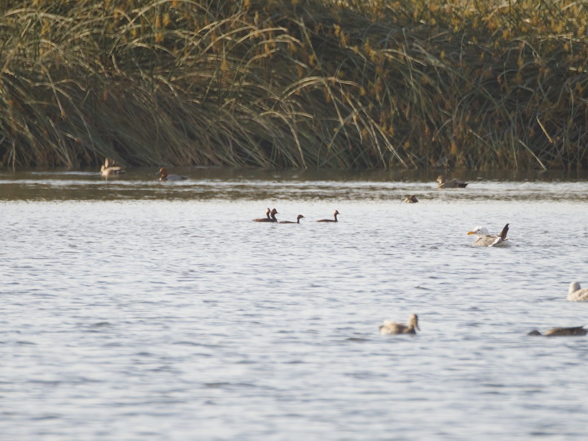 Eared Grebe - ML619516699