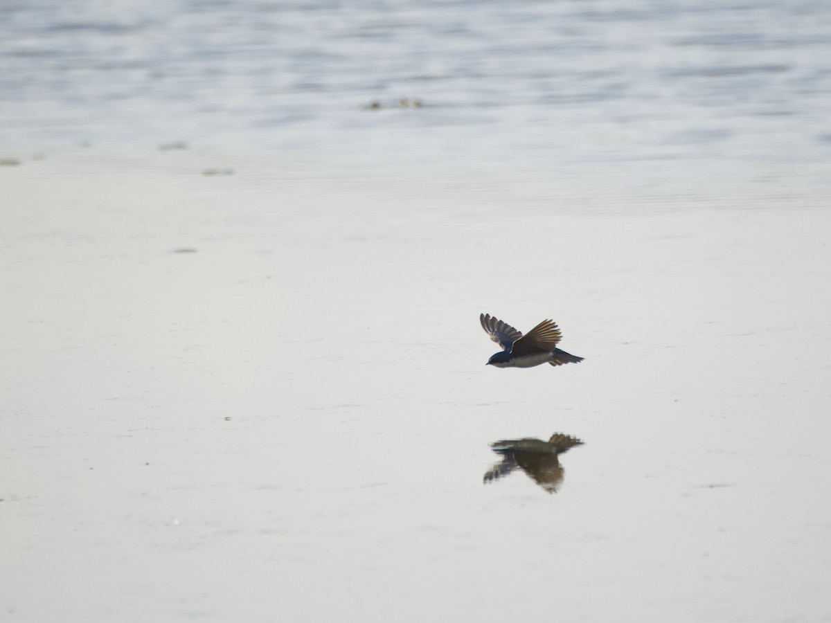 Tree Swallow - ML619516701