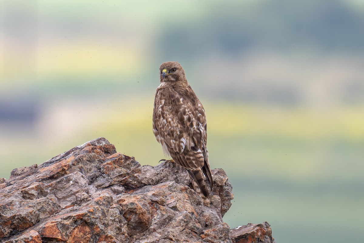 Red-tailed Hawk - Xiang Gao