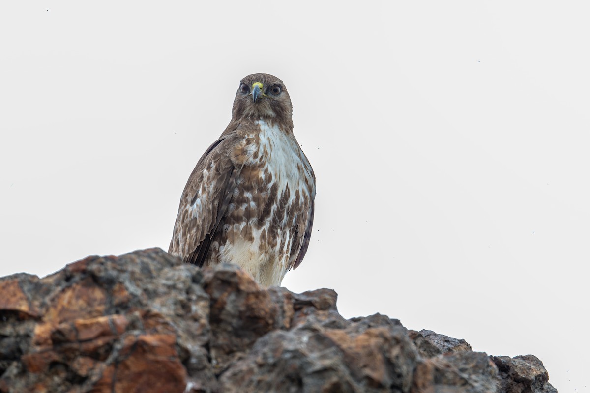 Red-tailed Hawk - Xiang Gao