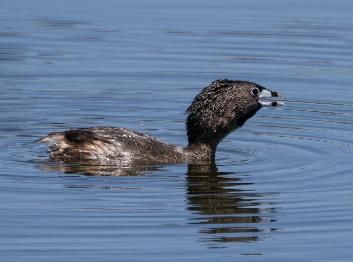 Pied-billed Grebe - Elizabeth Crouthamel