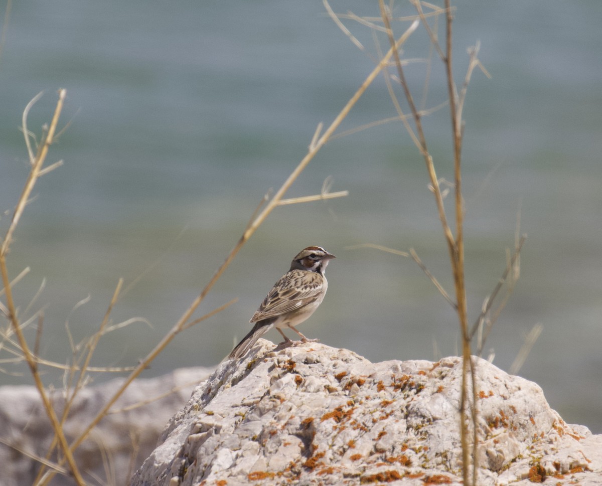 Lark Sparrow - ML619516709