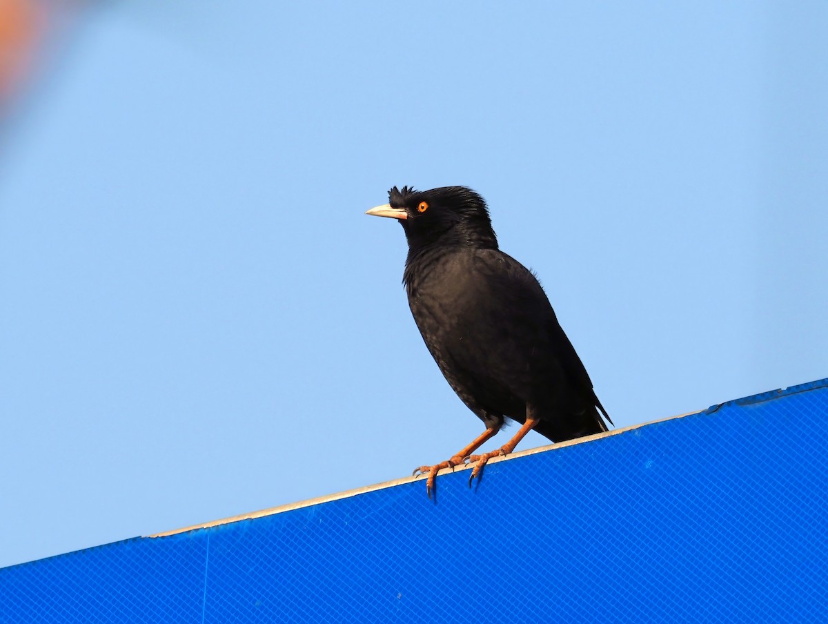 Crested Myna - Konstantin Akmarov