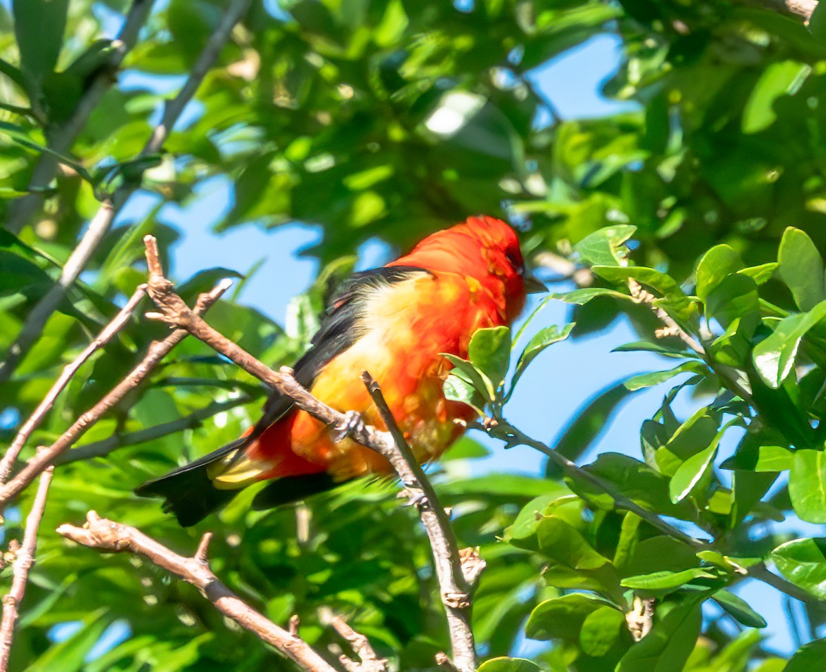 Scarlet Tanager - Mary-Rose Hoang