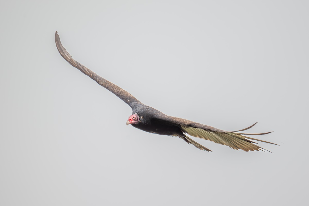 Turkey Vulture - Xiang Gao