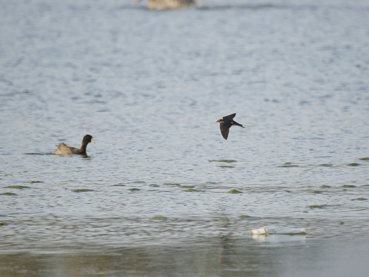 Barn Swallow - ML619516720