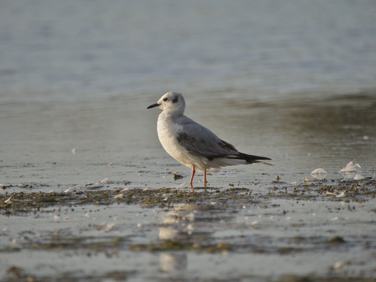 Bonaparte's Gull - Antonio Maldonado