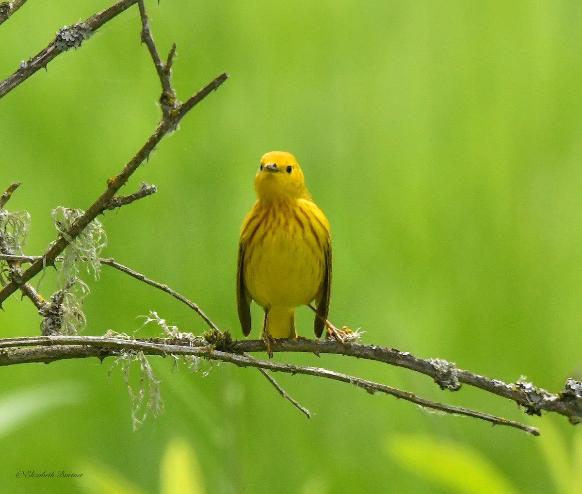 Yellow Warbler - Libby Burtner