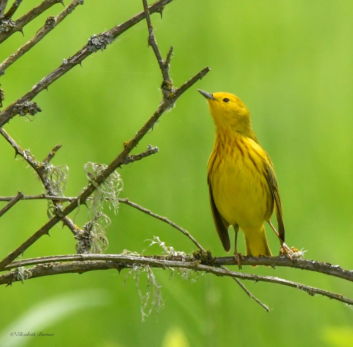 Yellow Warbler - Libby Burtner