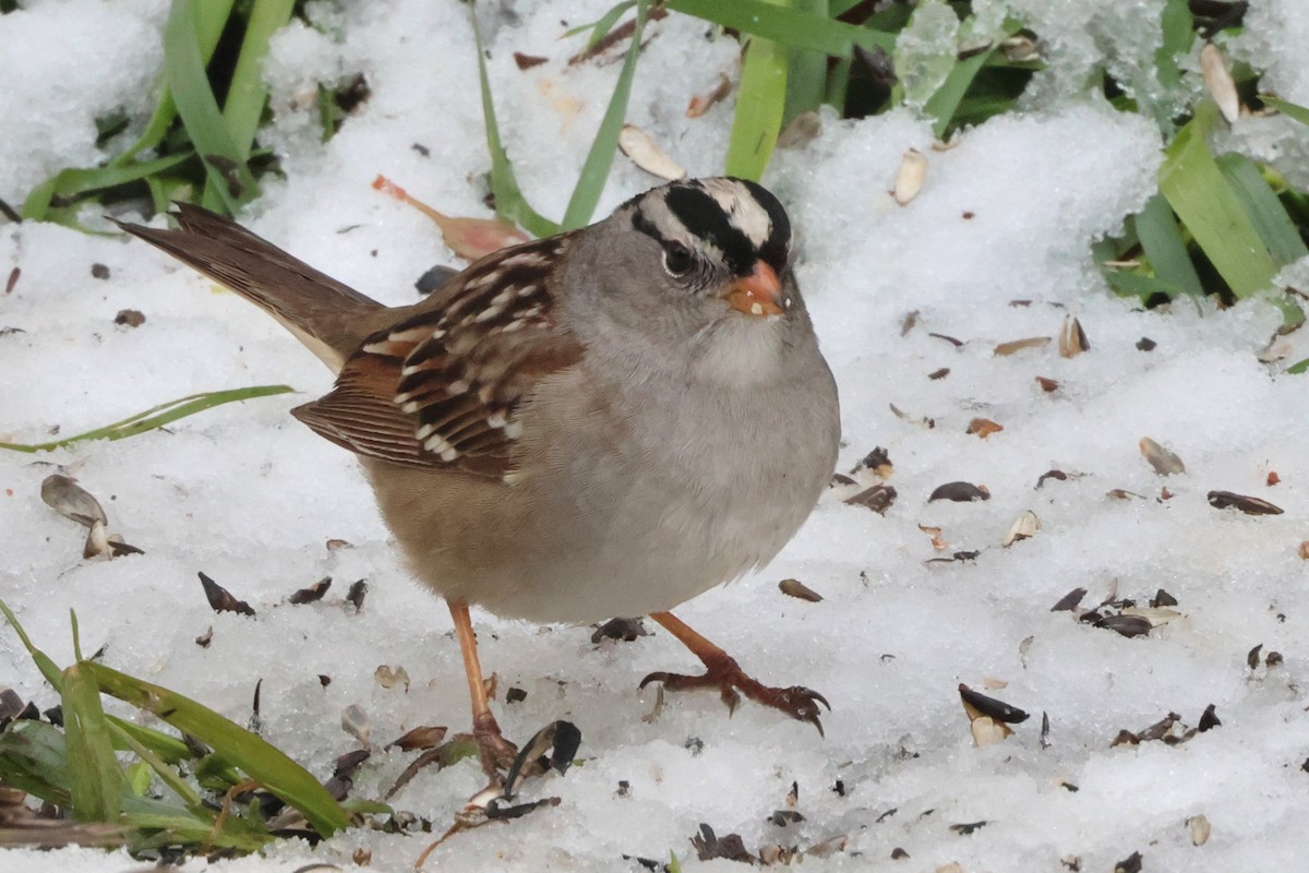 White-crowned Sparrow - ML619516730