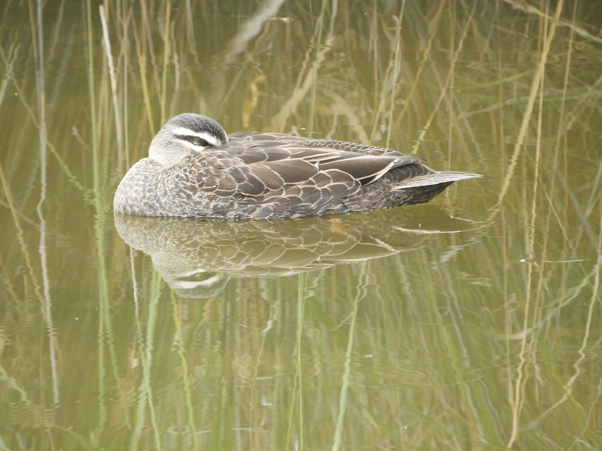 Pacific Black Duck - Charles Silveira