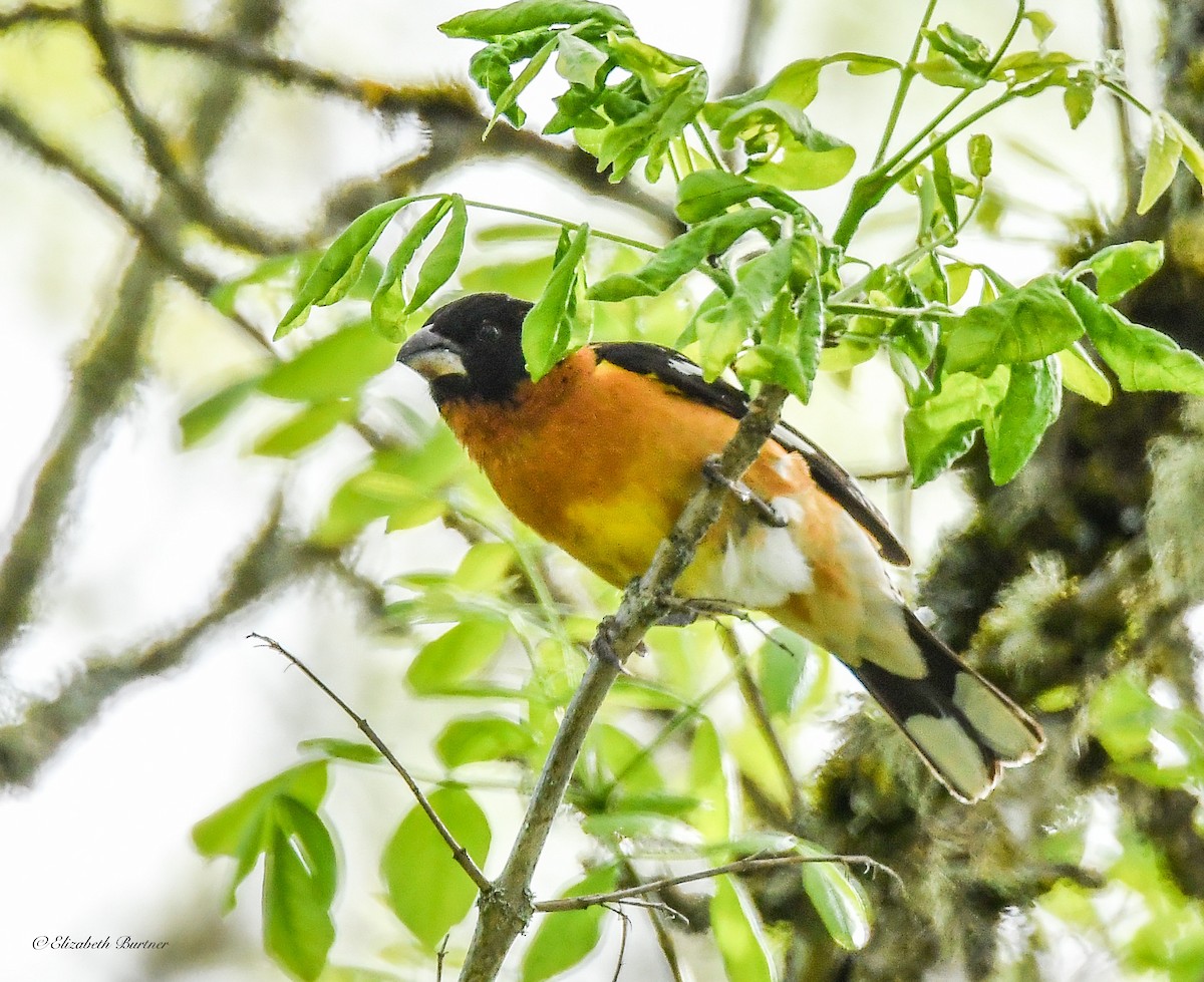 Black-headed Grosbeak - Libby Burtner