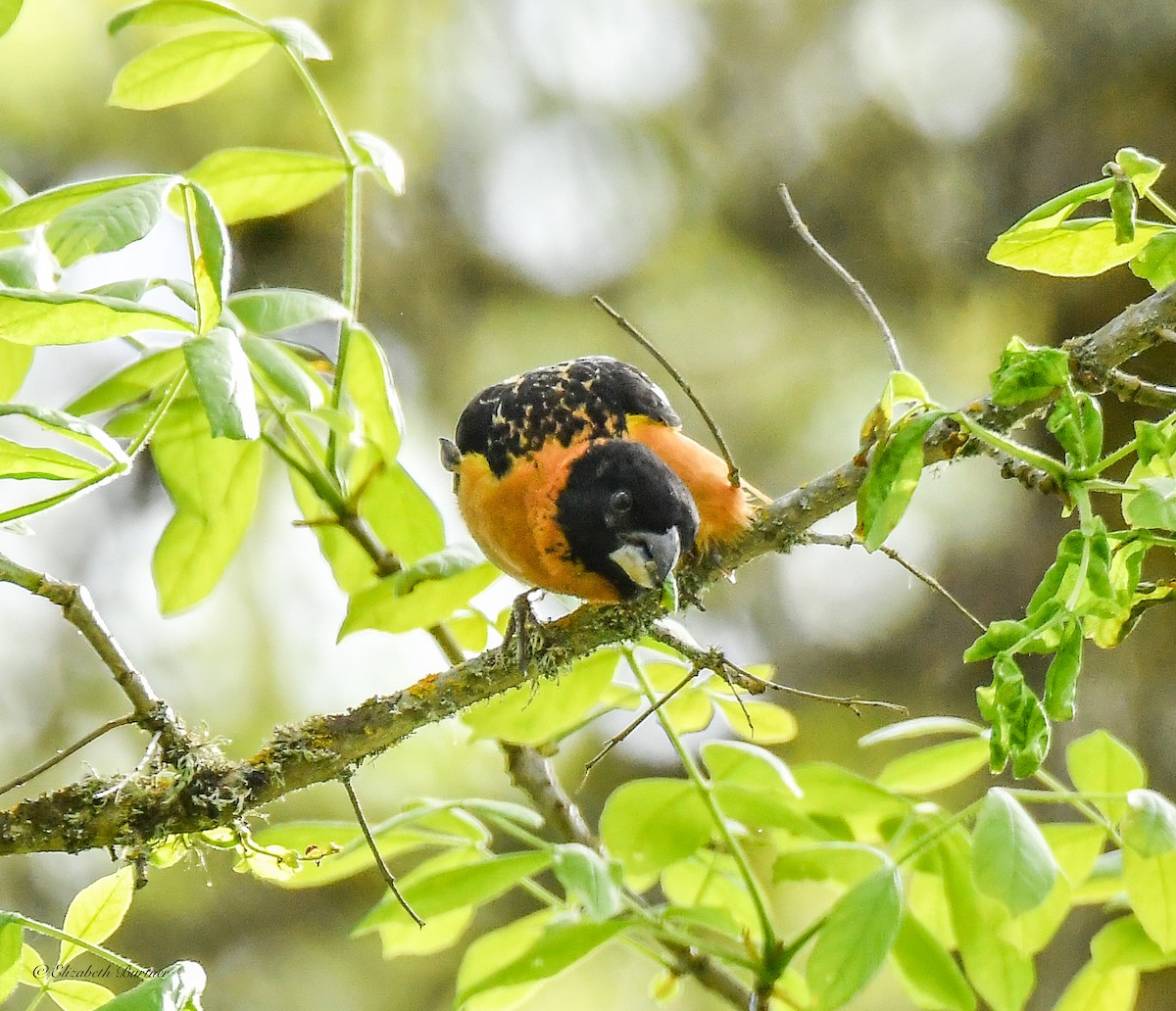 Black-headed Grosbeak - Libby Burtner