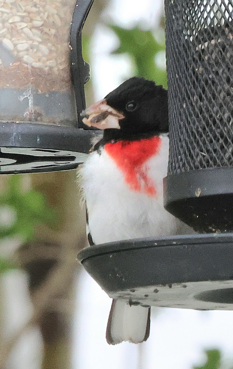 Rose-breasted Grosbeak - Susan Hovde