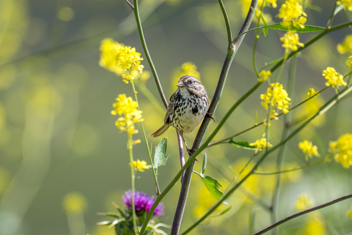 Song Sparrow - Xiang Gao