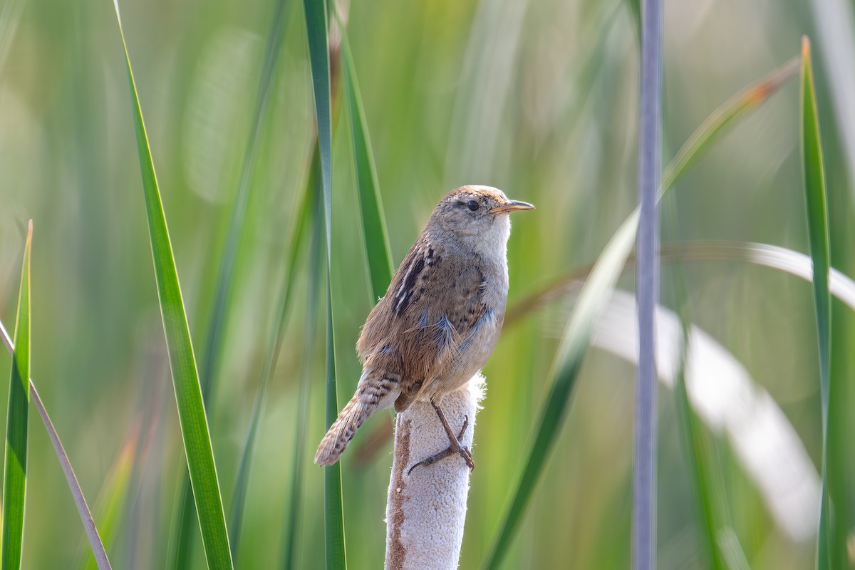 Marsh Wren - Xiang Gao