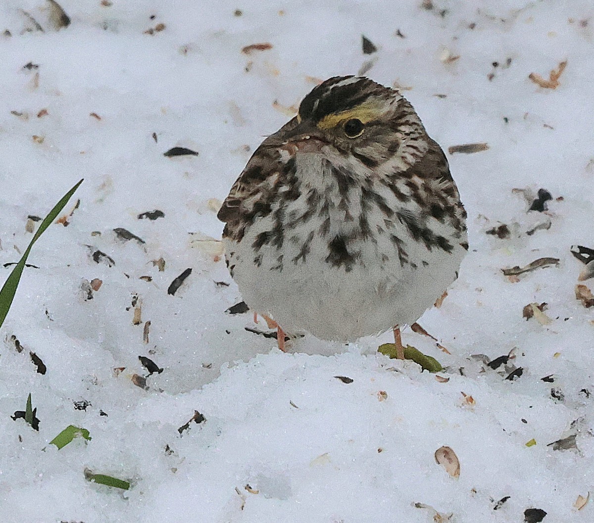 Savannah Sparrow - Susan Hovde