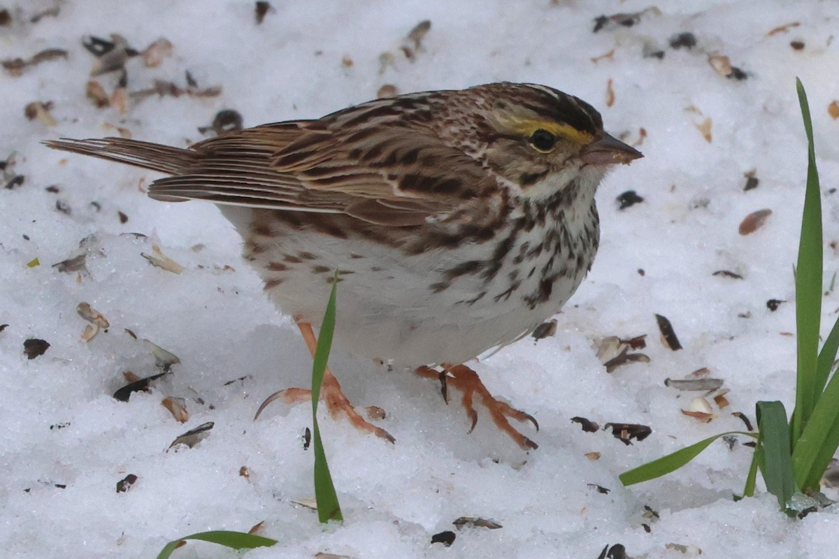 Savannah Sparrow - Susan Hovde