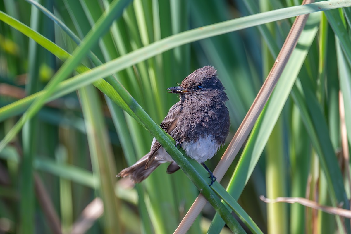 Black Phoebe - Xiang Gao