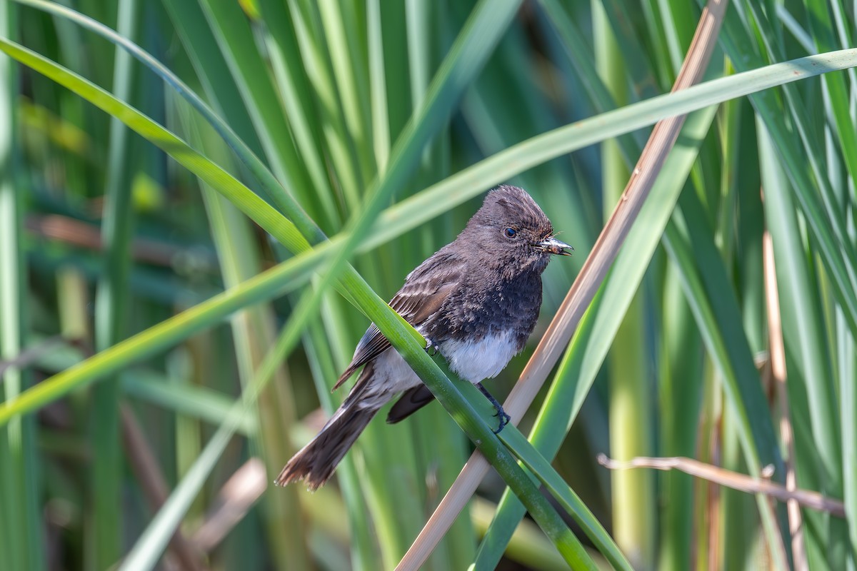 Black Phoebe - Xiang Gao