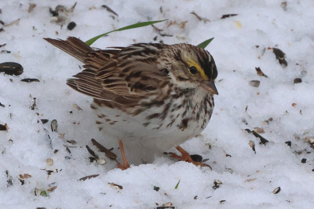 Savannah Sparrow - Susan Hovde