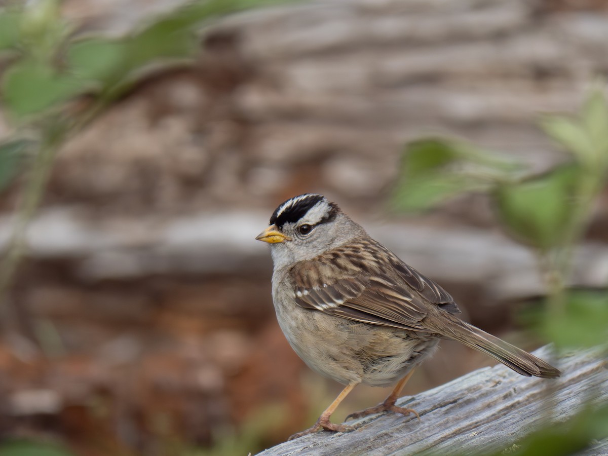 White-crowned Sparrow - varun tipnis