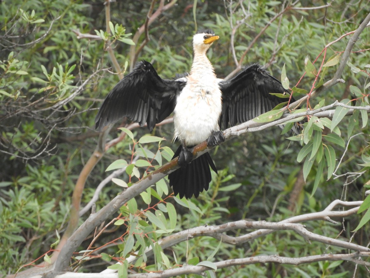 Little Pied Cormorant - Charles Silveira