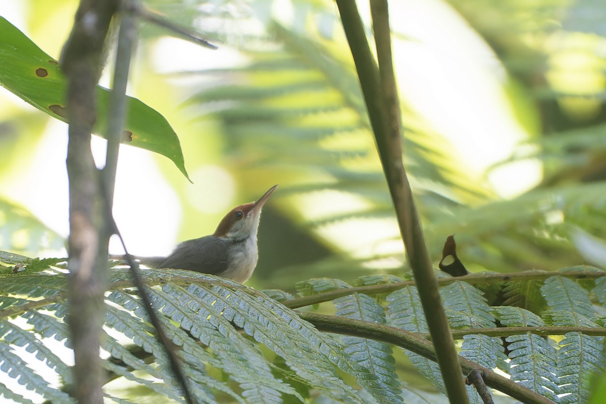 Rufous-tailed Tailorbird - Muangpai Suetrong
