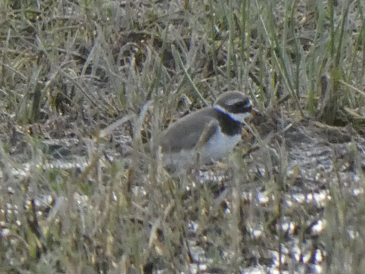 Common Ringed Plover - ML619516767