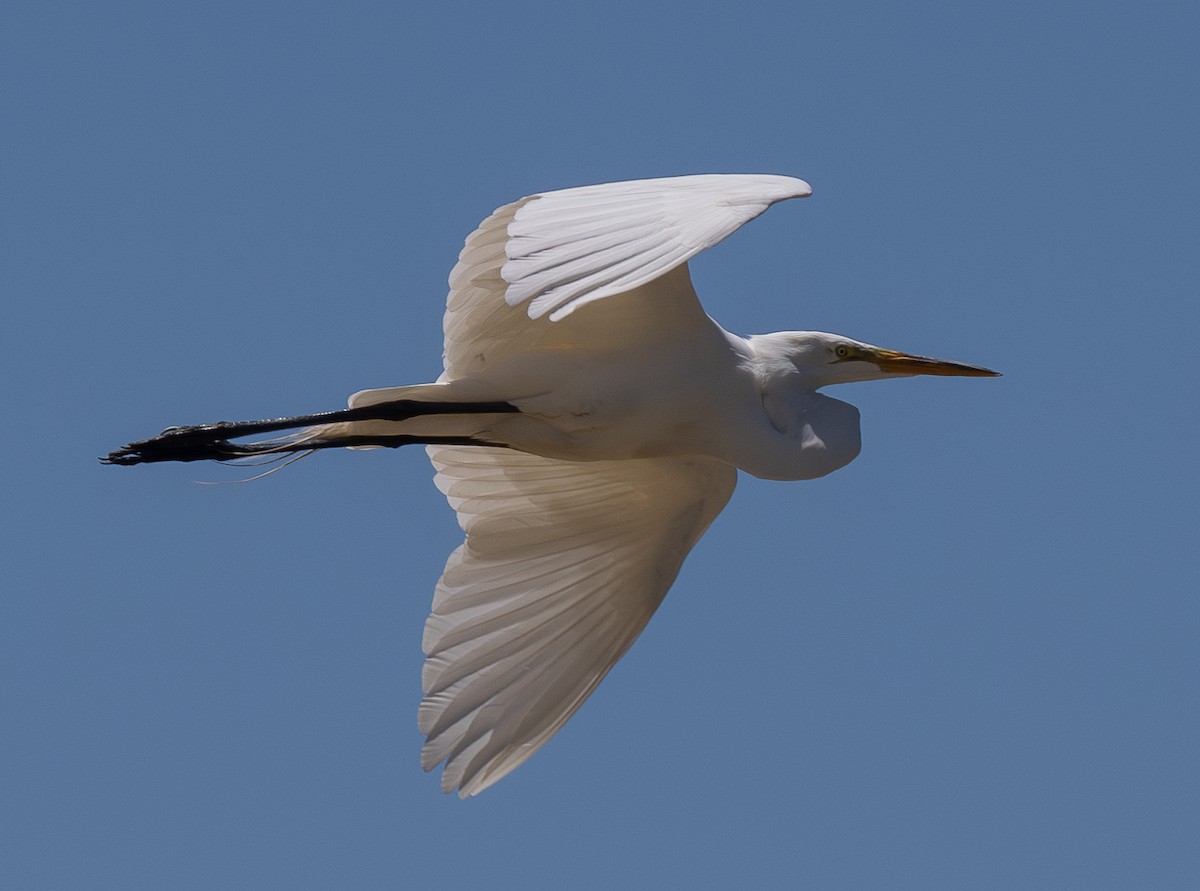 Great Egret - Elizabeth Crouthamel