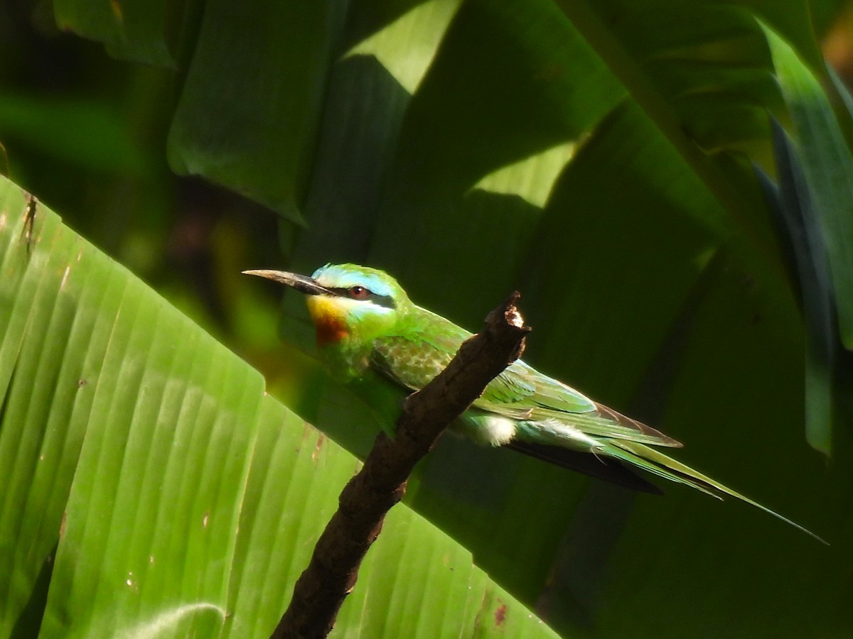 Blue-cheeked Bee-eater - Inuka Abayaratna