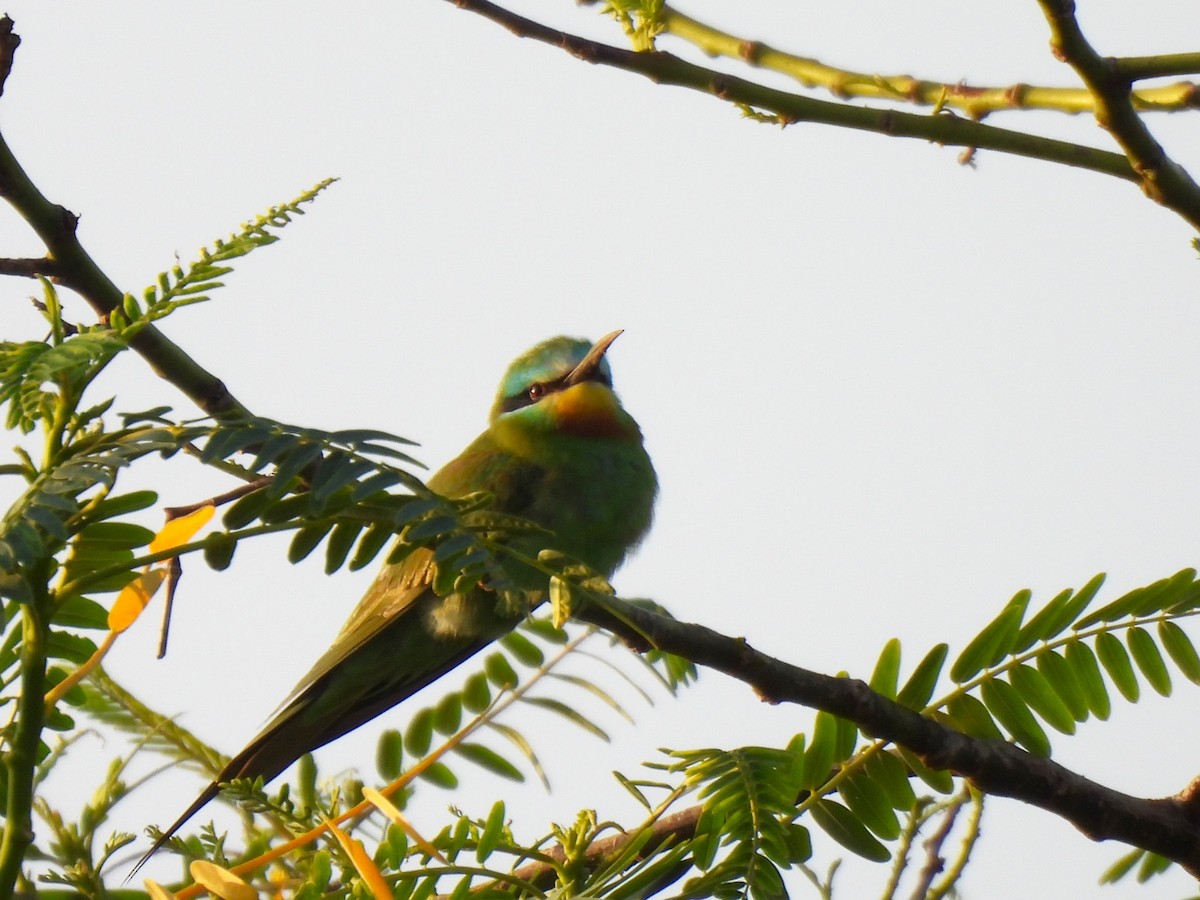 Blue-cheeked Bee-eater - Inuka Abayaratna