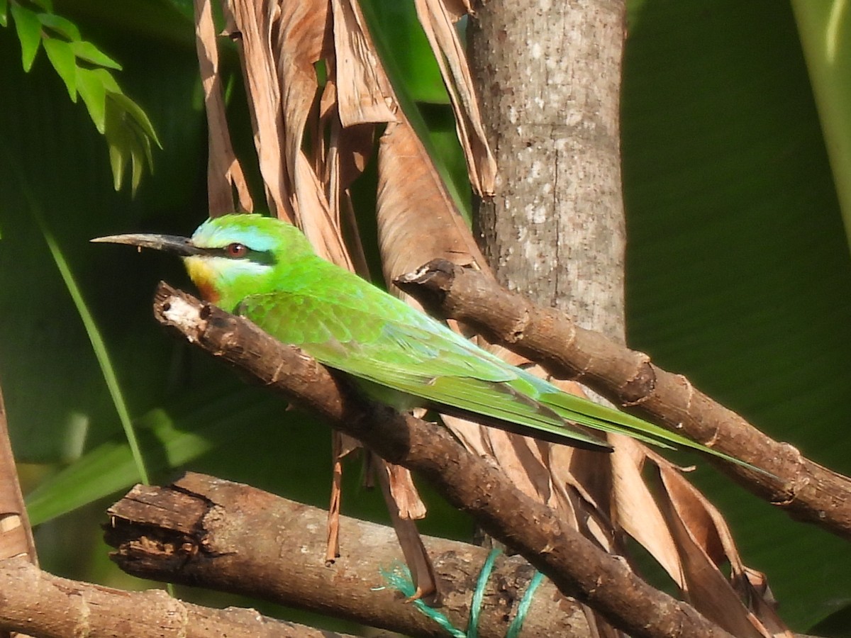 Blue-cheeked Bee-eater - Inuka Abayaratna