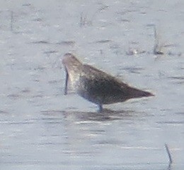 Stilt Sandpiper - Ian Fallas