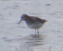 Pectoral Sandpiper - Ian Fallas