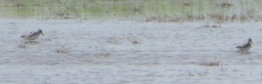 Semipalmated Sandpiper - Ian Fallas