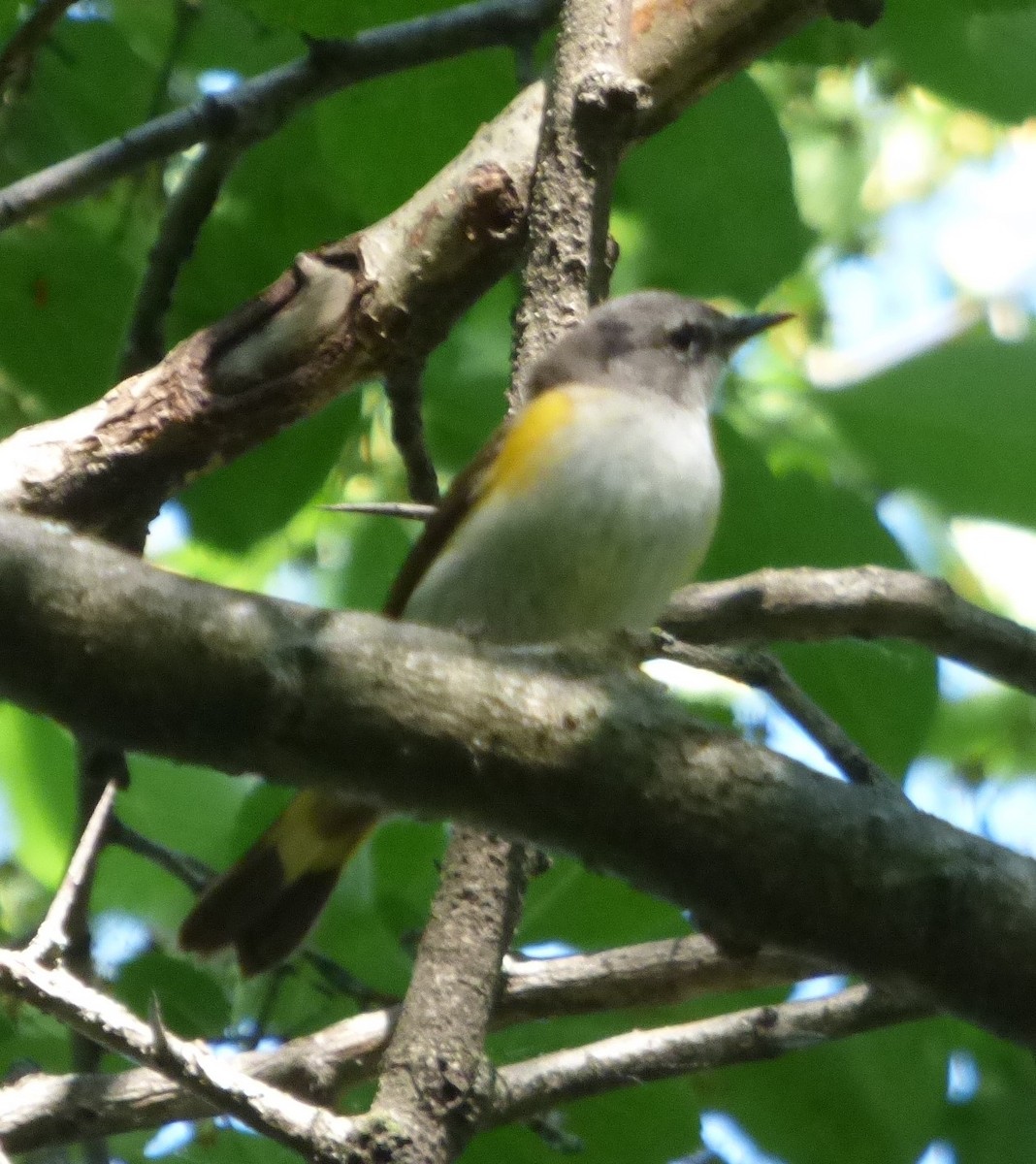 American Redstart - Hazem Alkhan