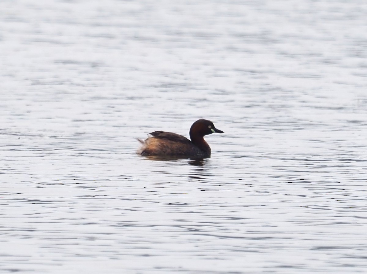 Little Grebe - Konstantin Akmarov