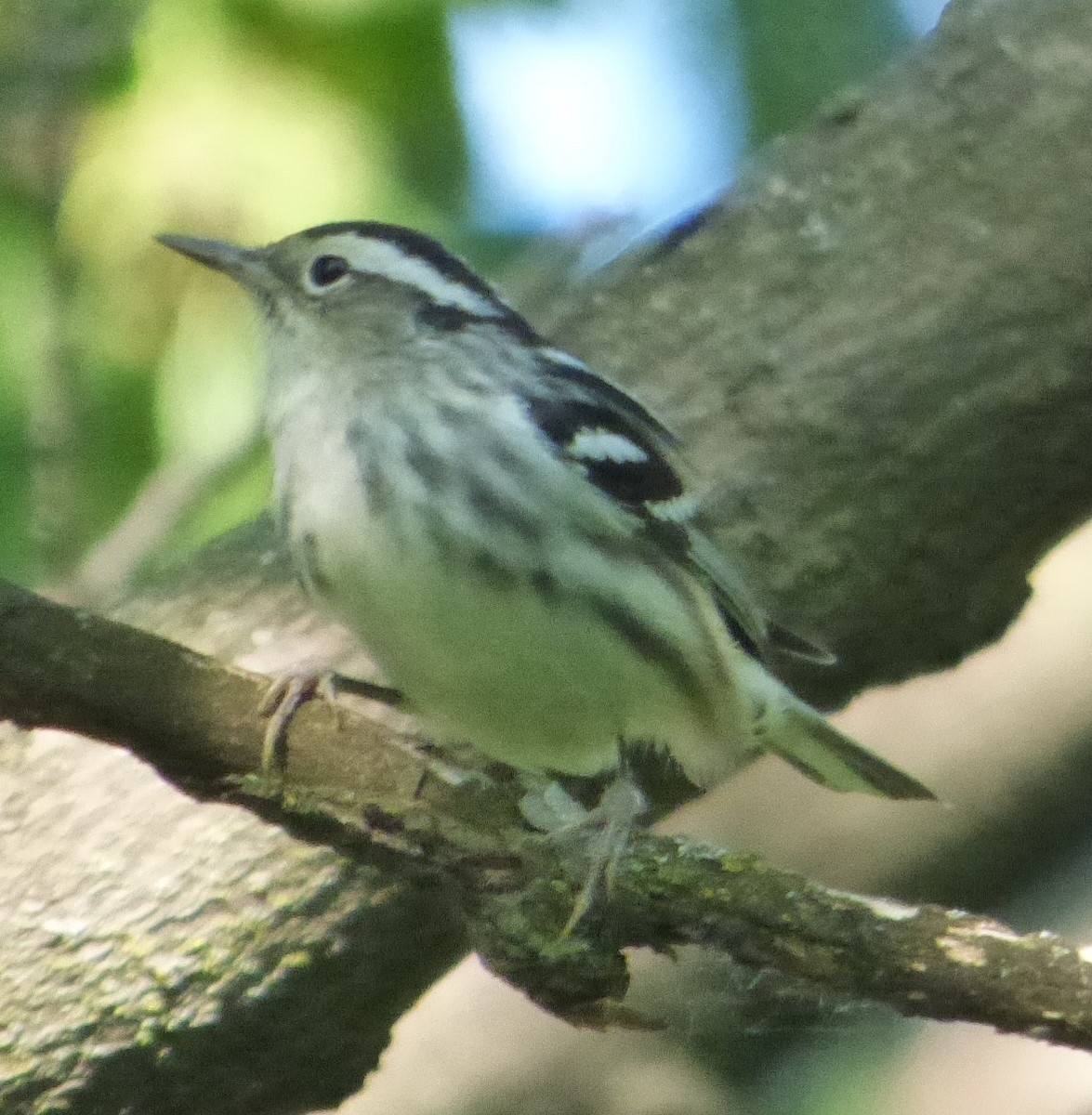 Black-and-white Warbler - Hazem Alkhan