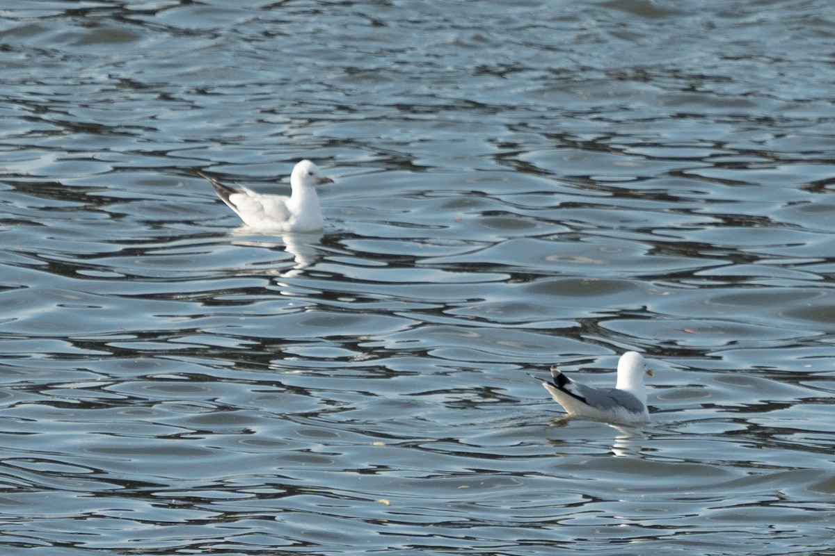 Slender-billed Gull - Chantal Pharand