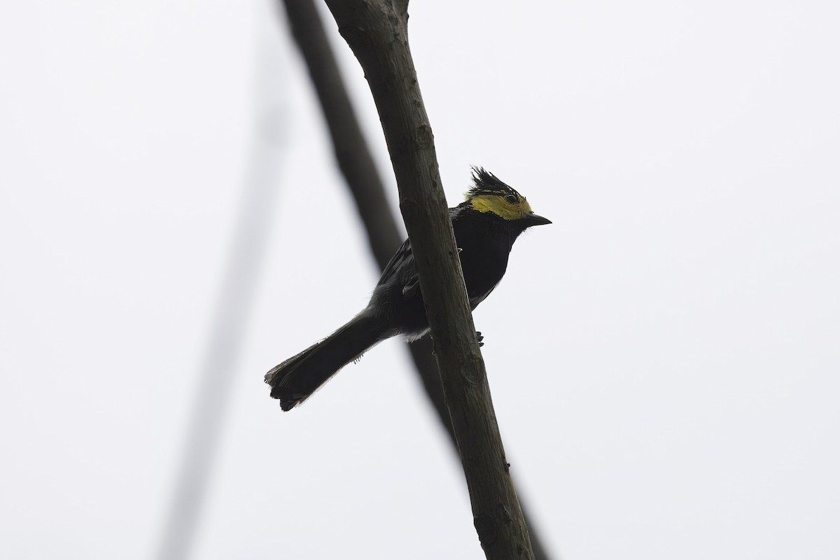 Yellow-cheeked Tit - Mike Hooper