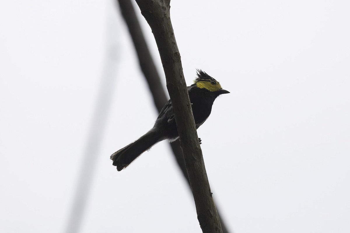 Yellow-cheeked Tit - ML619516816