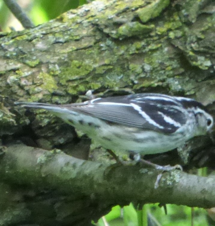 Black-and-white Warbler - Hazem Alkhan