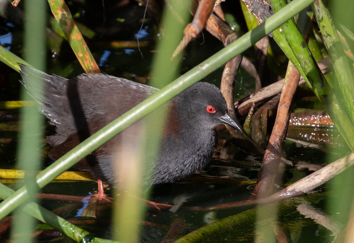 Südsee-Sumpfhuhn - ML619516822