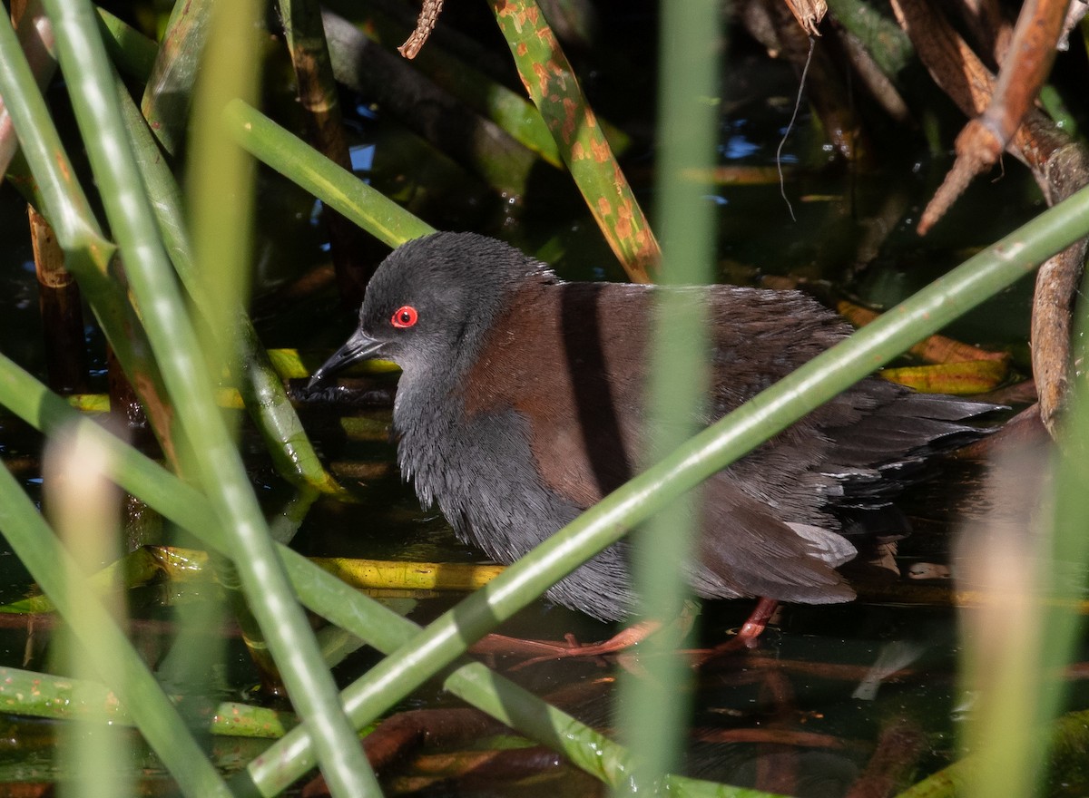 Spotless Crake - Paul Brooks