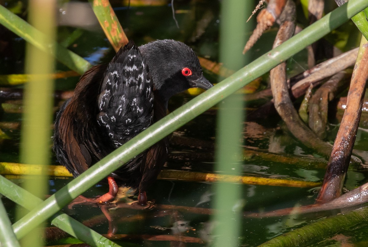 Spotless Crake - Paul Brooks