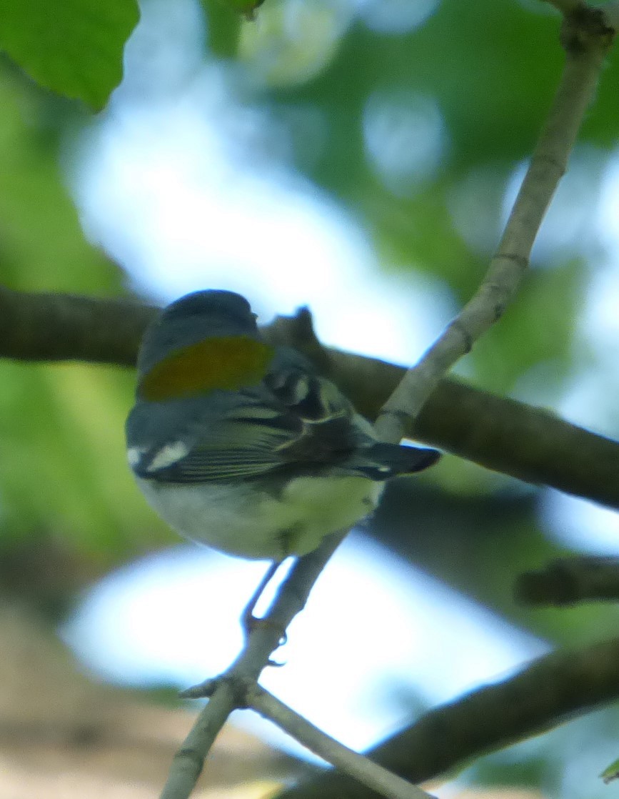 Northern Parula - Hazem Alkhan