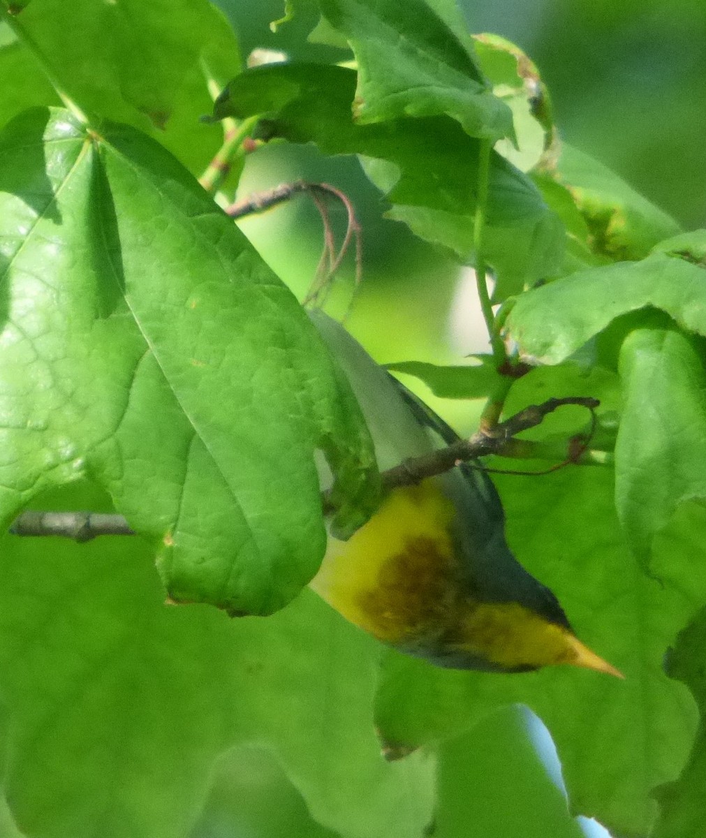 Northern Parula - Hazem Alkhan